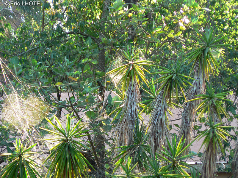  - Dracaena reflexa - 