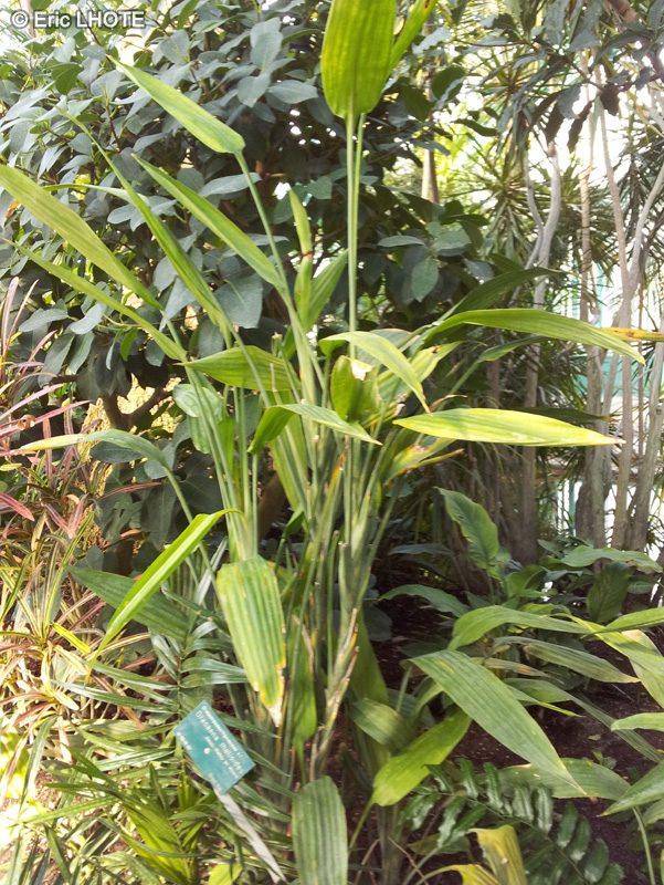 Asparagaceae - Dracaena thalioides - Lance Dracaena