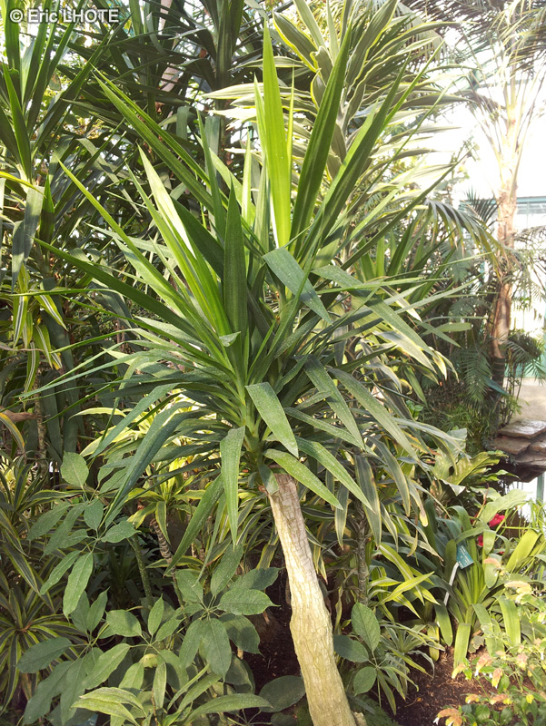  - Dracaena x Glauca - 