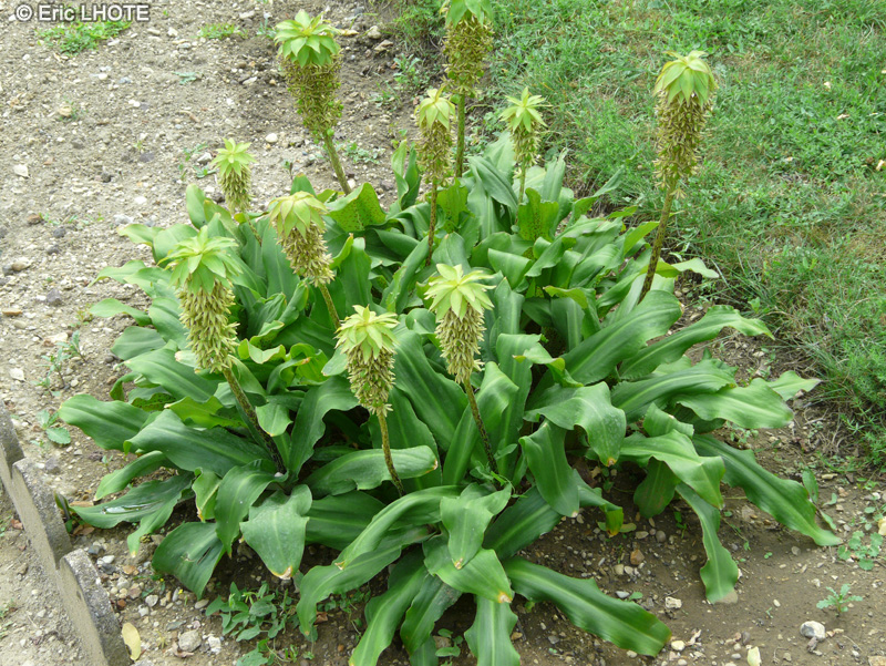  - Eucomis bicolor - 