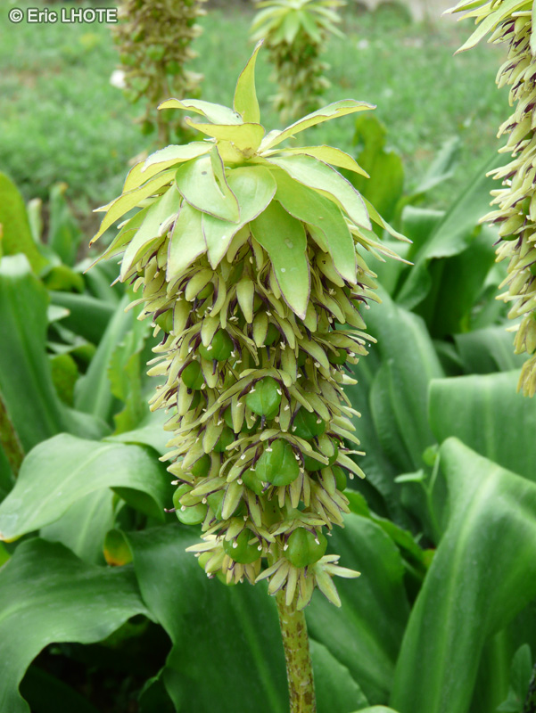  - Eucomis bicolor - 