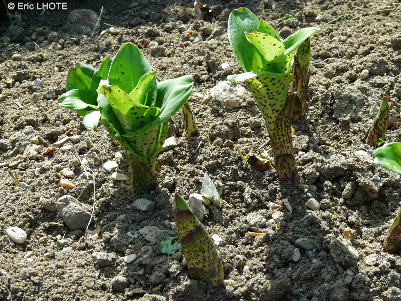 Asparagaceae - Eucomis bicolor - Fleur Ananas, Eucomis bicolore