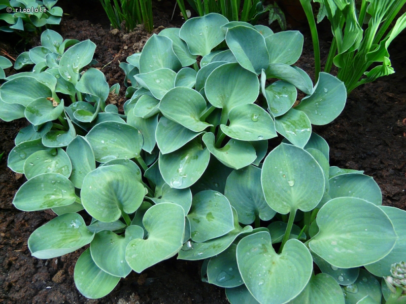 Asparagaceae - Hosta abiqua - Hosta