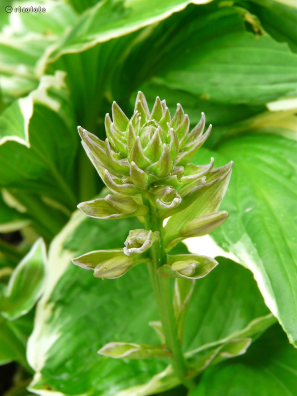  - Hosta fortunei Albomarginata - 