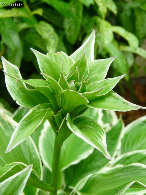  - Hosta fortunei Albomarginata - 
