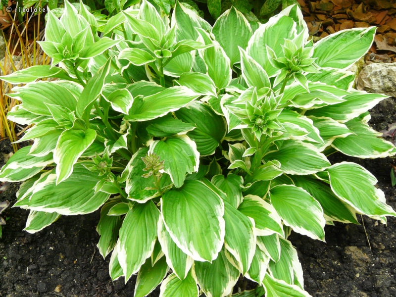  - Hosta fortunei Albomarginata - 