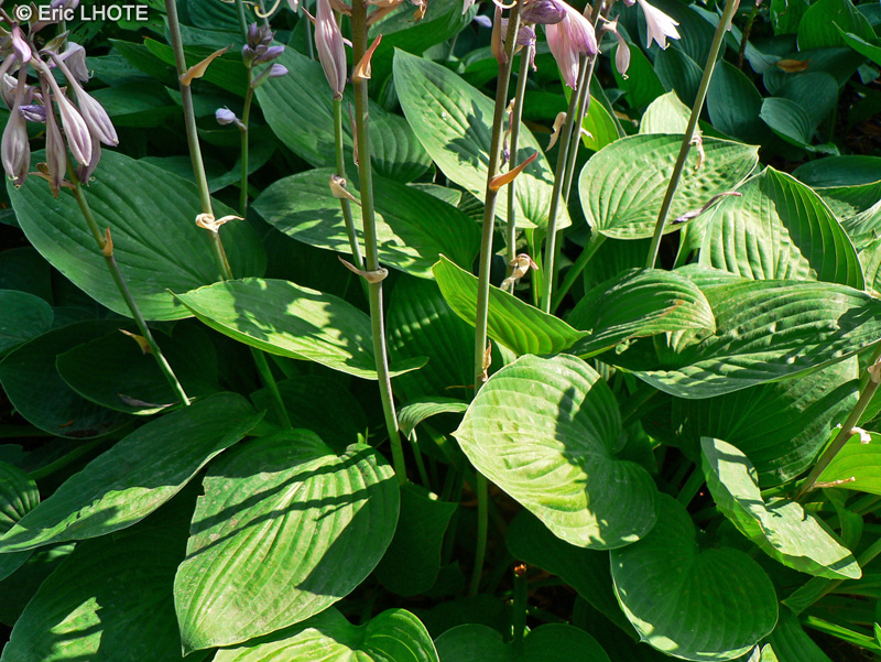  - Hosta sieboldiana - 