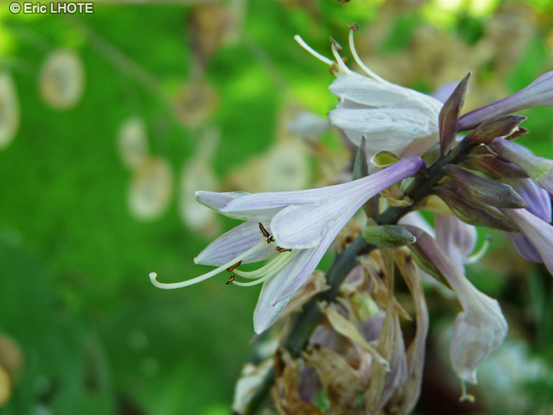  - Hosta sieboldiana - 