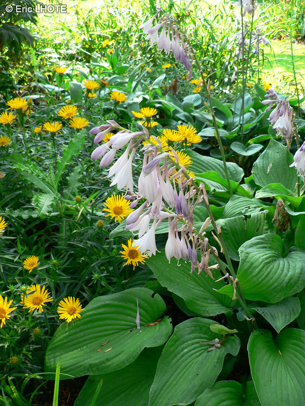  - Hosta sieboldiana - 