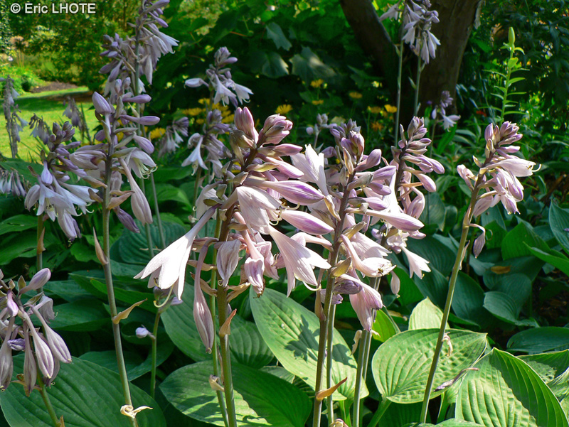  - Hosta sieboldiana - 
