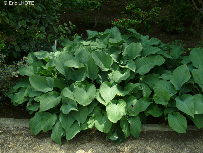  - Hosta sieboldiana - 