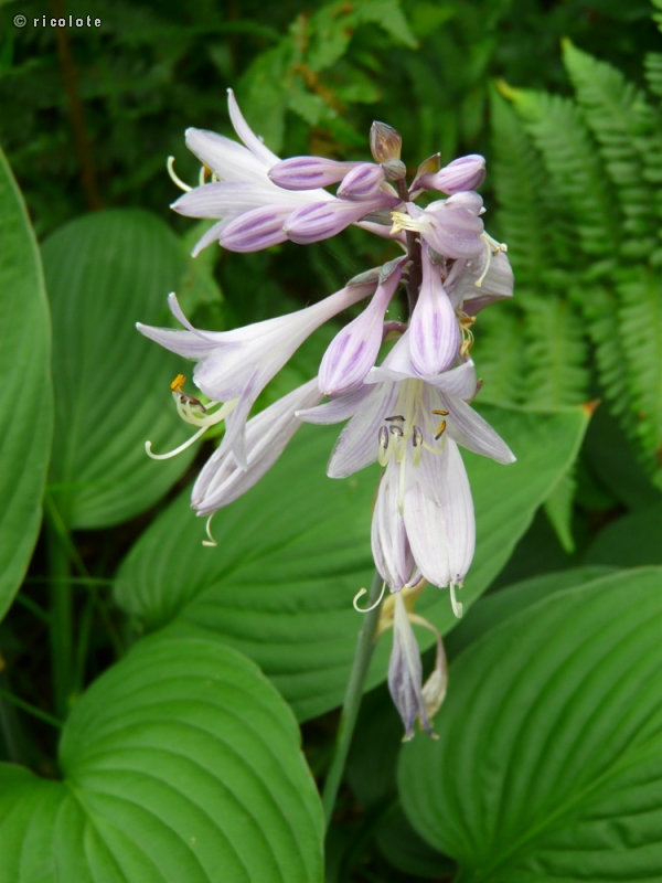  - Hosta sieboldiana - 