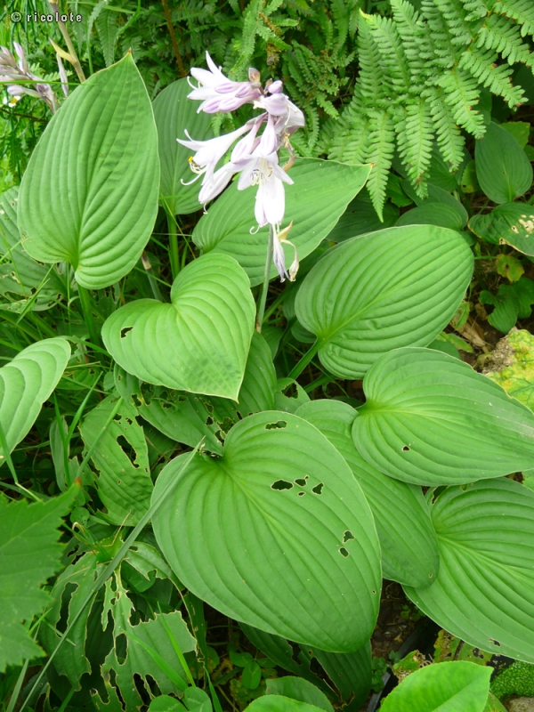  - Hosta sieboldiana - 