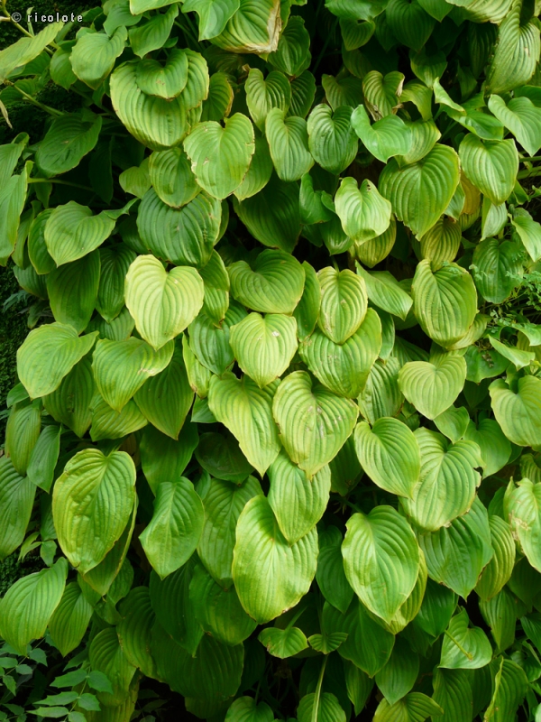  - Hosta sieboldiana - 
