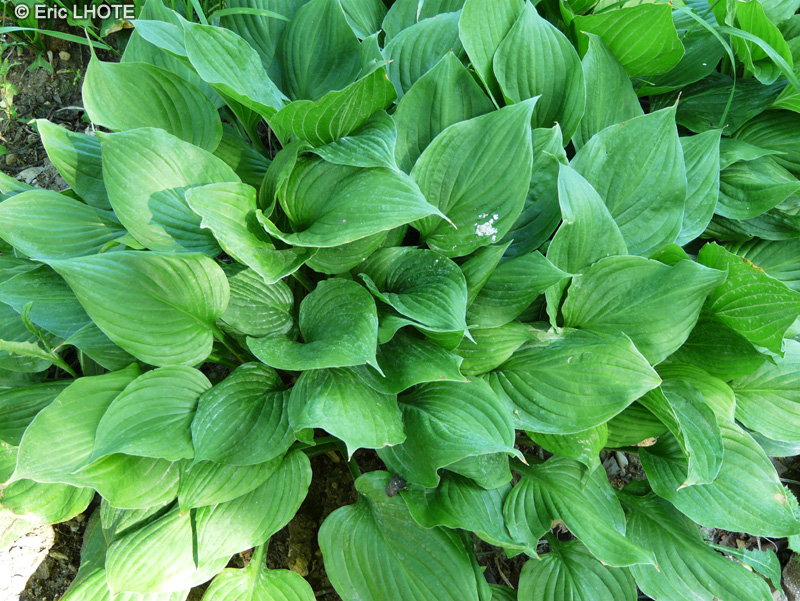Asparagaceae - Hosta sieboldiana - Hosta, Funkia