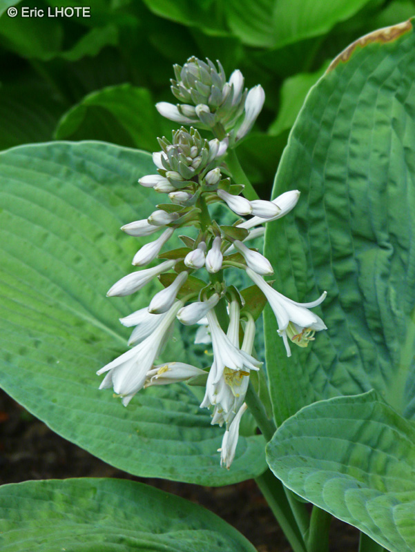  - Hosta tardiana Halcyon - 