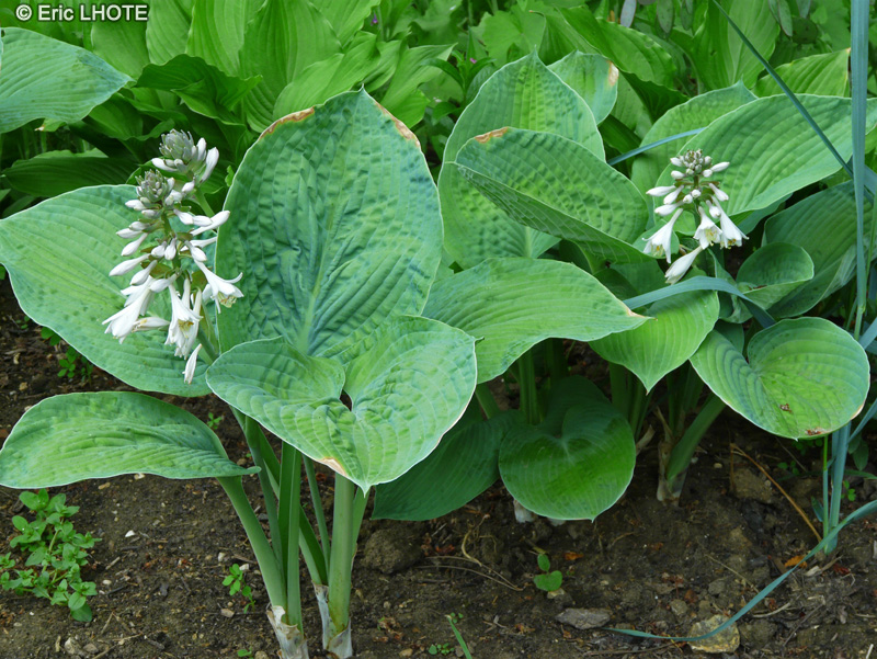 Asparagaceae - Hosta tardiana Halcyon - Hosta, Funkia