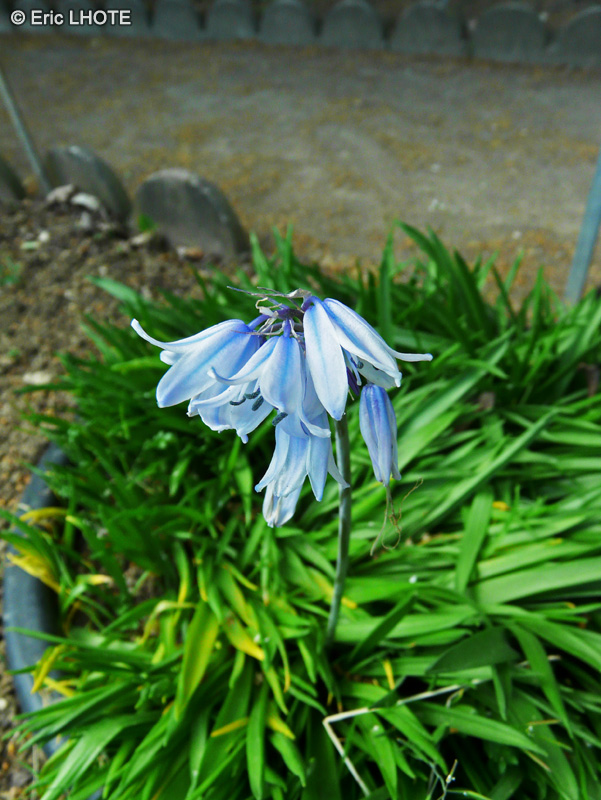 Asparagaceae - Hyacinthoides non-crispta hispanica - Jacinthe d&rsquo;Espagne