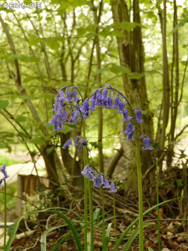  - Hyacinthoides non-scripta - 