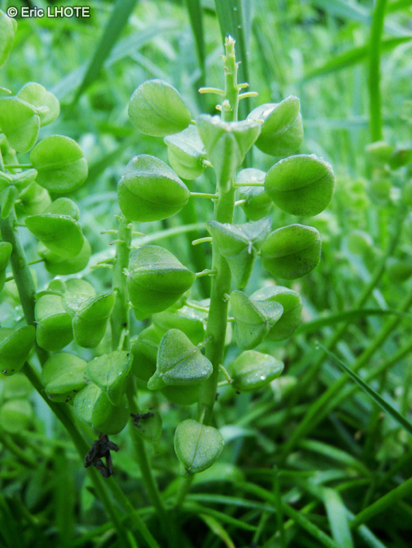  - Hyacinthoides non-scripta - 