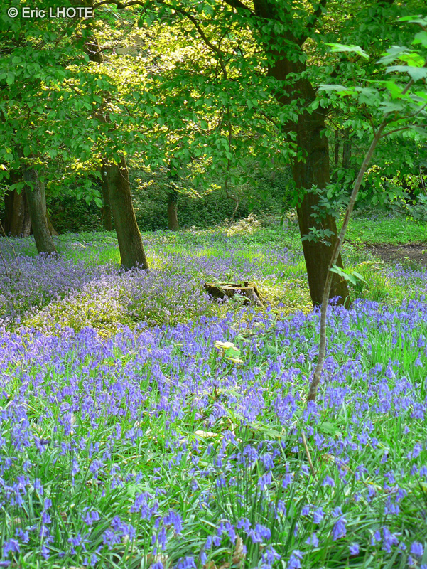  - Hyacinthoides non-scripta - 