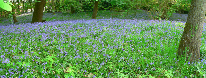  - Hyacinthoides non-scripta - 