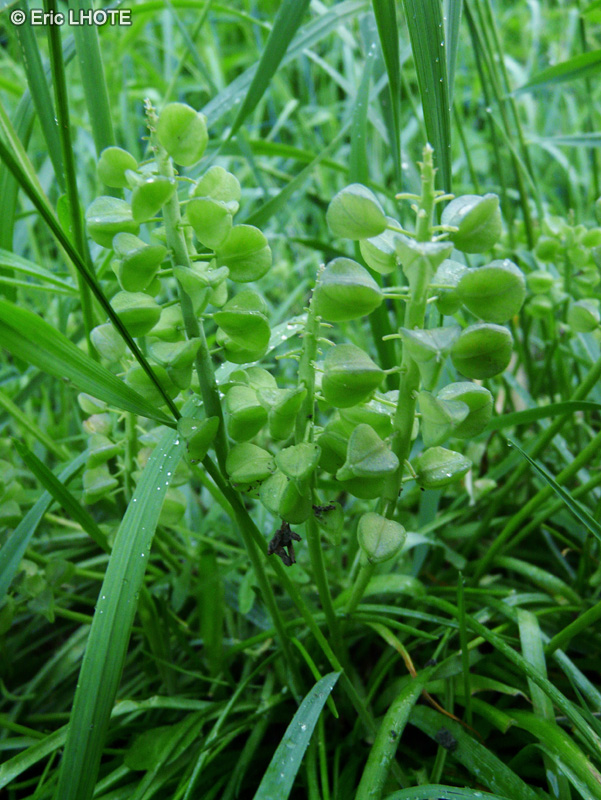  - Hyacinthoides non-scripta - 