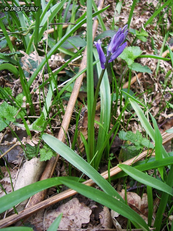 Asparagaceae - Hyacinthoides non-scripta - Jacinthe des bois