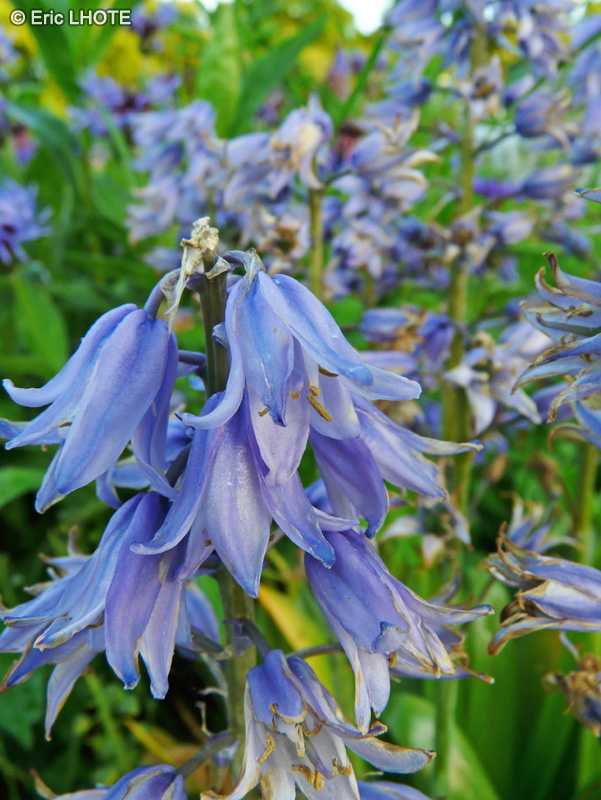 Asparagaceae - Hyacinthus orientalis - Jacinthe d&rsquo;orient