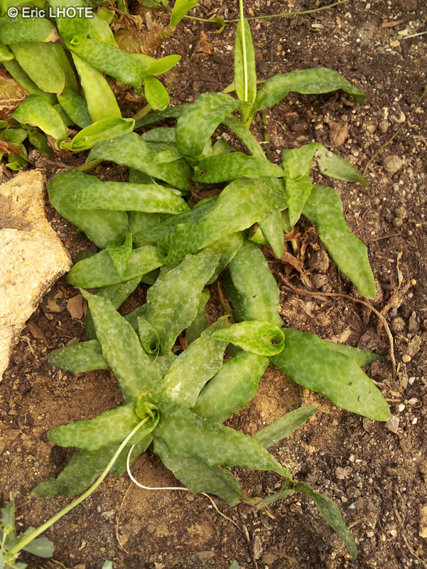 Asparagaceae - Ledebouria concolor - Ledebouria