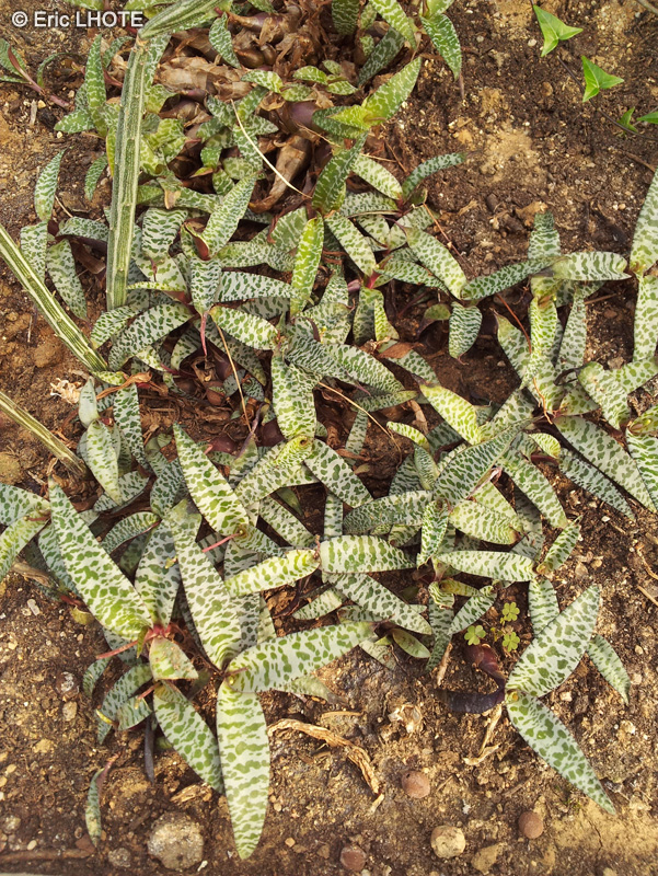 Asparagaceae - Ledebouria socialis - Silver Squill