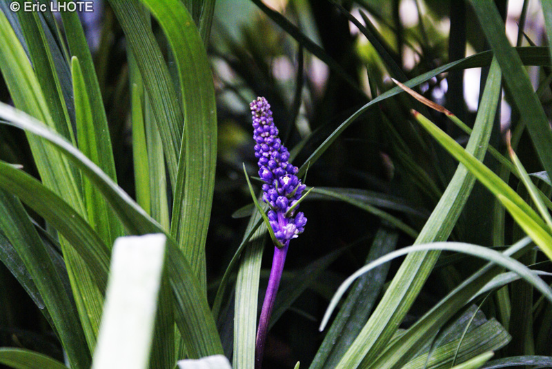Asparagaceae - Liriope muscari - Liriope