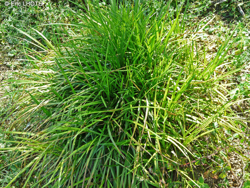 Asparagaceae - Liriope spicata - Liriope