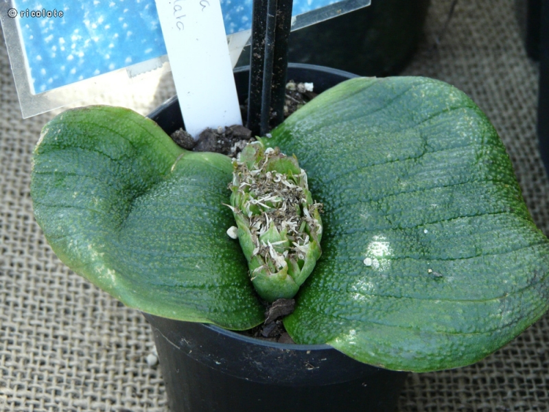 Asparagaceae - Massonia pustulata - Massonia
