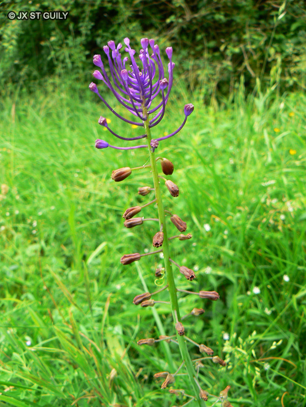 Asparagaceae - Muscari comosum - Muscari &agrave; toupet, Poireau roux, Ail &agrave; toupet