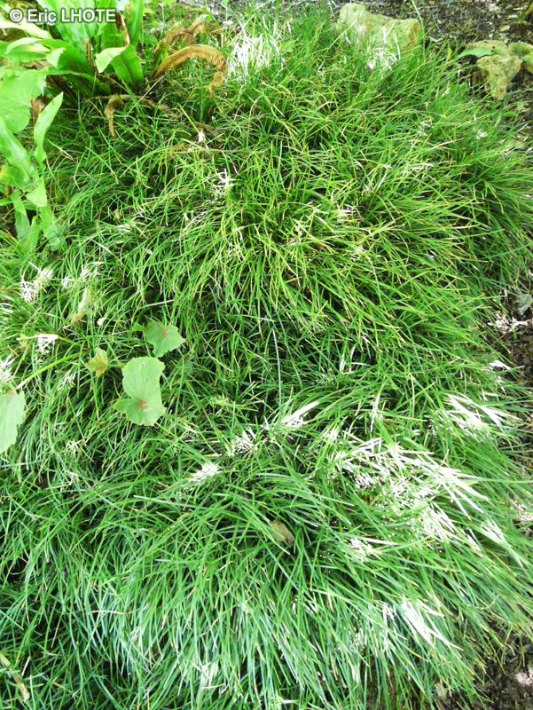  - Ophiopogon japonicus - 