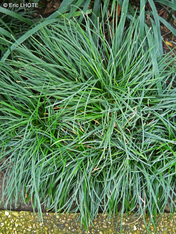 Asparagaceae - Ophiopogon japonicus - Ophiopogon, Muguet du Japon, Barbe de serpent
