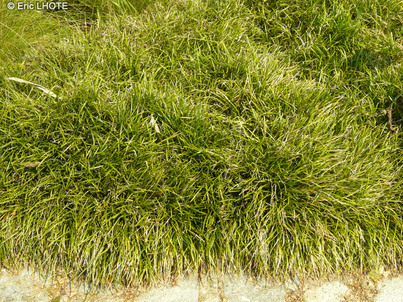 Asparagaceae - Ophiopogon planiscapus - Ophiopogon, Muget du Japon, Barbe de serpent