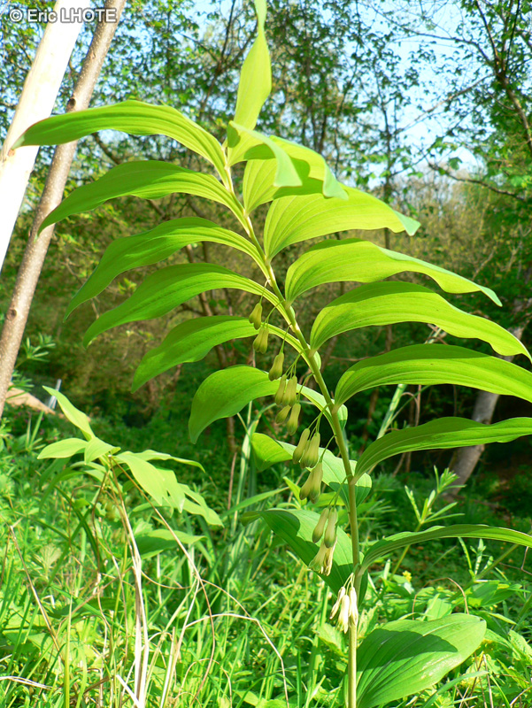 - Polygonatum multiflorum - 