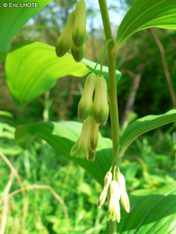  - Polygonatum multiflorum - 