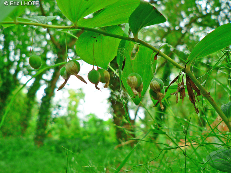  - Polygonatum multiflorum - 