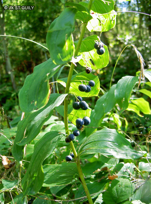 Asparagaceae - Polygonatum multiflorum - Sceau de salomon