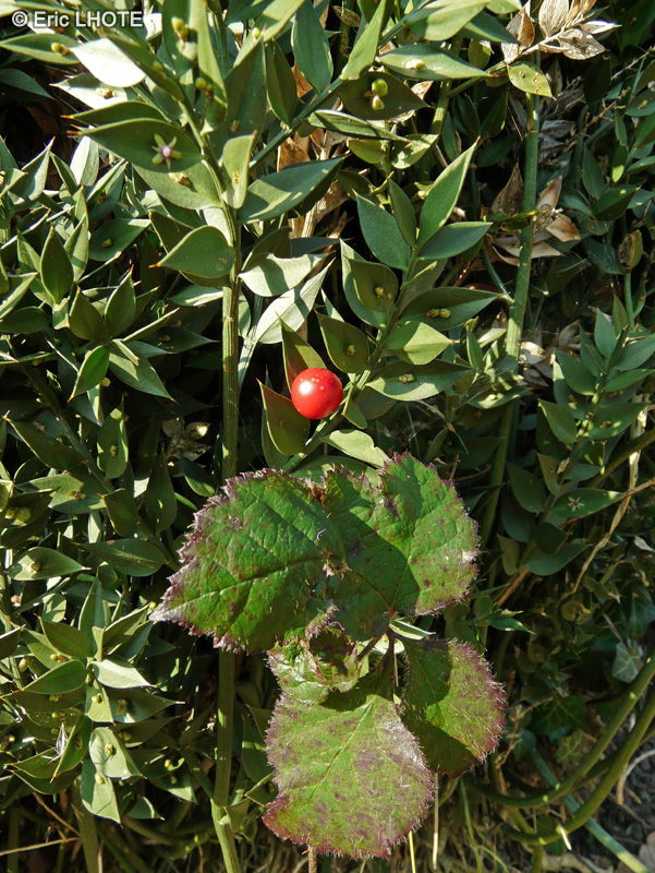  - Ruscus aculeatus - 