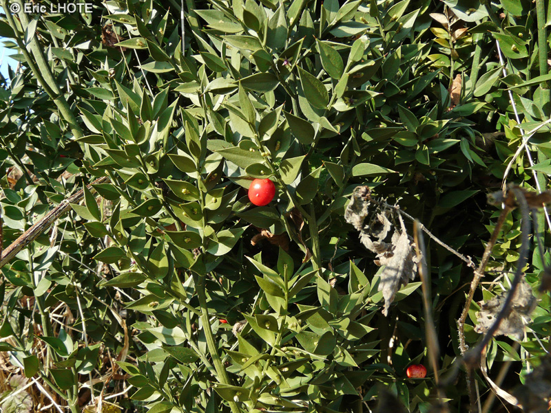  - Ruscus aculeatus - 