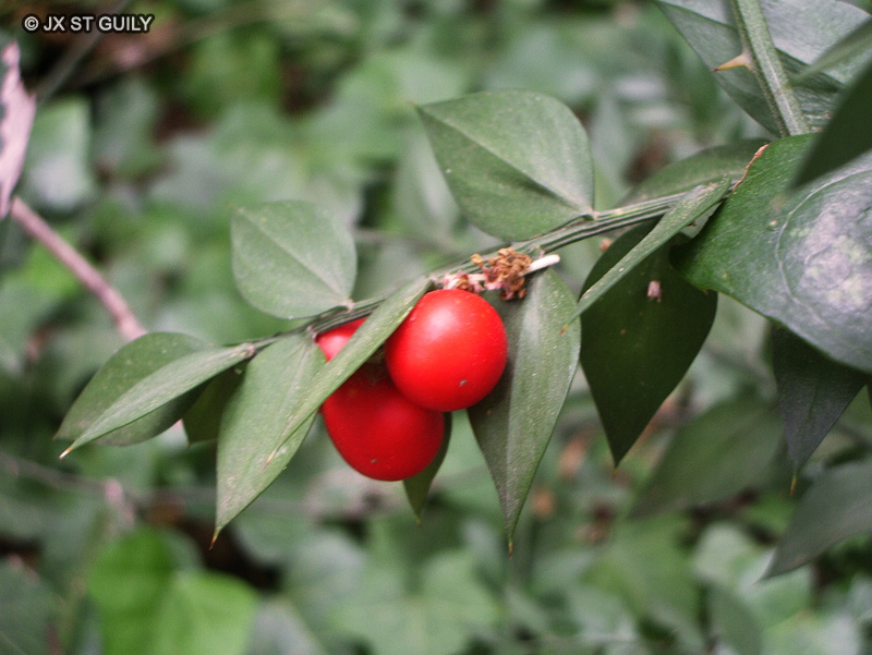 Asparagaceae - Ruscus aculeatus - Fragon, Petit Houx, Faux Houx