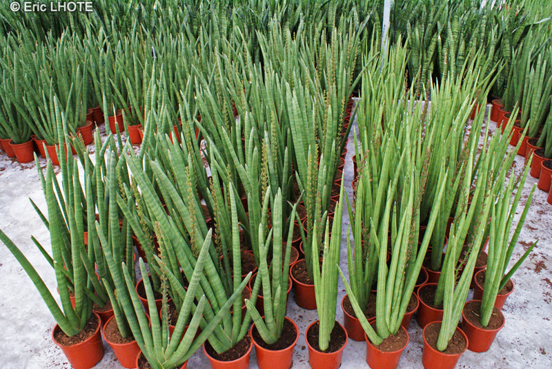  - Sansevieria cylindrica - 