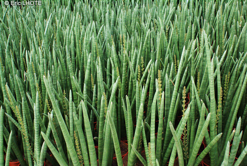  - Sansevieria cylindrica - 