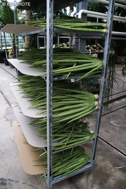 - Sansevieria cylindrica - 