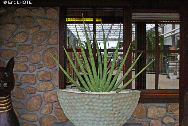 Asparagaceae - Sansevieria cylindrica - Sansevière cylindrique