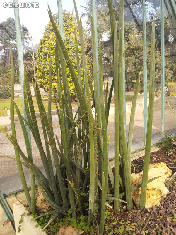 Asparagaceae - Sansevieria fischeri - Sansevieria fischeri